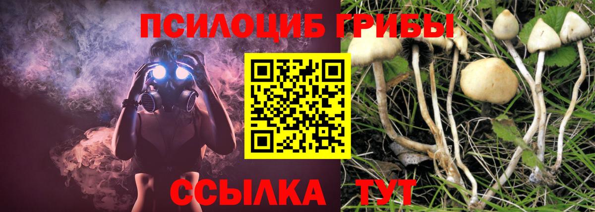 Псилоцибиновые грибы Psilocybe  Галлюциногенные грибы прущие грибы  Вход с VPN  Россия 